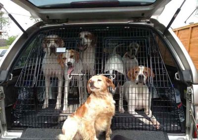 custom dog crates Lexus 200 sussex