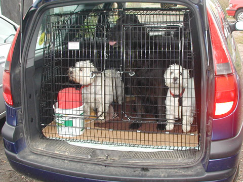 bespoke dog crates and cages bognor