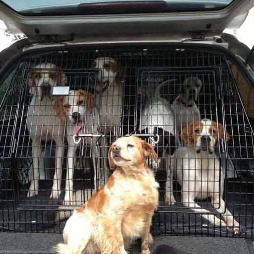 custom dog crates Lexus 200 sussex